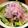 ばたみそーぱん☆'s cooksnap of when they made イワシのさばき方（包丁で）.