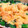 RICO331's cooksnap of when they made 笹身のピカタと蓬蓮草のマヨチーズ焼き.