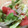 地図。's cooksnap of when they made ゴマ香る♡レタスとトマトとしらすのサラダ.