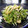 wakamegu's cooksnap of when they made 水菜とちくわの辛子酢みそ和え.