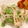 romaric's cooksnap of when they made みょうがと水菜のマヨネーズサラダ.