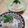 MKKTOK's cooksnap of when they made 糸こんにゃくの辛子明太子和え.