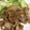 sayaka0411's cooksnap of when they made 豚バラ切り落としで作る生姜焼き風.