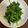 eee☆'s cooksnap of when they made ほうれん草と香菜のナンプラー和え.