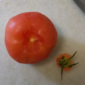 ハンクスさん's cooksnap of when they made トマトのへたの取り方♪.