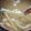 クックUL8OCM☆'s cooksnap of when they made 塩豚、もやし、新玉葱のお味噌汁.