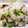 ✿yuiΜΑΜΑ✿'s cooksnap of when they made 塩昆布と枝豆の混ぜご飯弁当.