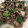クック2H9MD0☆'s cooksnap of when they made 簡単中華・豚肉と大葉の塩炒め.