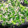 maruchan77's cooksnap of when they made ピリ辛♪「蕪の葉じゃこ炒め」.