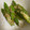 ☆tmy☆'s cooksnap of when they made 味付け簡単！オクラのごま和え.
