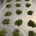 Hamorin724's cooksnap of when they made 茹で時間40秒！山椒の実のあく抜き下拵え.
