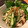 のりぞう22's cooksnap of when they made 鶏胸肉と搾菜の中華風の和え物.