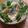 プルンバゴ's cooksnap of when they made おぼろ豆腐としらすのさっぱりサラダ.