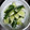 ASシュガー's cooksnap of when they made 簡単☆きゅうりの塩麹漬け.