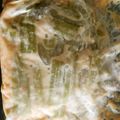 あんこだよ。's cooksnap of when they made ふきの漬物 長期保存出来ます！.
