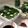 so_ra_0707's cooksnap of when they made 大葉にんにく.
