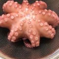 ★ゆっくんはっくん★'s cooksnap of when they made 自分で茹でると美味し～い♪蛸.