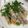 matsu1016's cooksnap of when they made 豚バラ豆苗ロール♪.