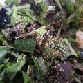 みよ～'s cooksnap of when they made やみつき☆サニーレタスと若布の酢味噌和え.