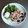 チコリママ's cooksnap of when they made 大根おろしでさっぱり！豚肉の塩焼き.