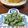 ダイナマイト漆黒's cooksnap of when they made 簡単♪菜の花のピーナッツバターマヨ和え.