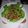 みやよも's cooksnap of when they made スナップエンドウの消費に☆ベーコン炒め.