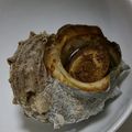 ヨシヨッシー's cooksnap of when they made サザエのつぼ焼き.