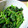 ちっちchan's cooksnap of when they made 我が家のほうれん草のごま和え.