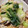 tomtosh's cooksnap of when they made ナスと豚肉炒めに、青梗菜と白菜のあんかけ.