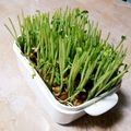ティグス's cooksnap of when they made お得な豆苗の正しい育て方.