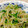 オウジリリノエ's cooksnap of when they made 豆苗ともやしのナムル.