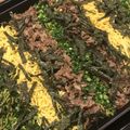 vmoemamav's cooksnap of when they made 茶そばのいい香り♪ホットプレートで瓦そば.