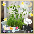 海理ママ's cooksnap of when they made 豆苗（とうみょう）の栽培♪ぷちレシピ付き.