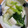 藍川咲's cooksnap of when they made イカと青梗菜のあっさり炒め.