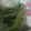 クックUL8OCM☆'s cooksnap of when they made 簡単～小松菜ナムル.