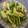 adj0120's cooksnap of when they made きゅうりとセロリの中華風浅漬け.