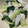 クックP64DKP☆'s cooksnap of when they made 青菜のササッと中華風炒め.