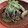 クックX034BL☆'s cooksnap of when they made 牛肉とごぼうのしぐれ煮.