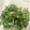 ＠てぃま's cooksnap of when they made 水菜の3段活用　②　刻み水菜の塩昆布あえ.