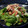 wakamegu's cooksnap of when they made 生ほうれん草のサラダ.
