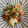 kaoripi's cooksnap of when they made タコとみょうがのさっぱりあえ.