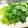 クックI7I5L1☆'s cooksnap of when they made ほうれん草のゆで方(‾ー+‾).
