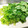 クックI7I5L1☆'s cooksnap of when they made ほうれん草のゆで方(‾ー+‾).