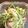 こうりん☆'s cooksnap of when they made 豆苗と豚肉のオイマヨ炒め.