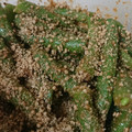 nofuxx's cooksnap of when they made 作り置き簡単♡いんげんのゴマゴマ和え.