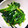 ゆう…'s cooksnap of when they made ほうれん草の中華炒め.