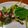 あきつま（杏花☆）'s cooksnap of when they made 焼肉屋さんのチョレギ風サラダ.