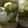 あい君ママ。's cooksnap of when they made 梅酒と梅ジュース.