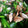 pegu0404's cooksnap of when they made あさりとニラの酒蒸し.