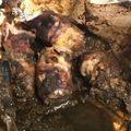 okiracsac's cooksnap of when they made 【蔵元流】烏賊ワタ（イカの内臓）の炒り煮.